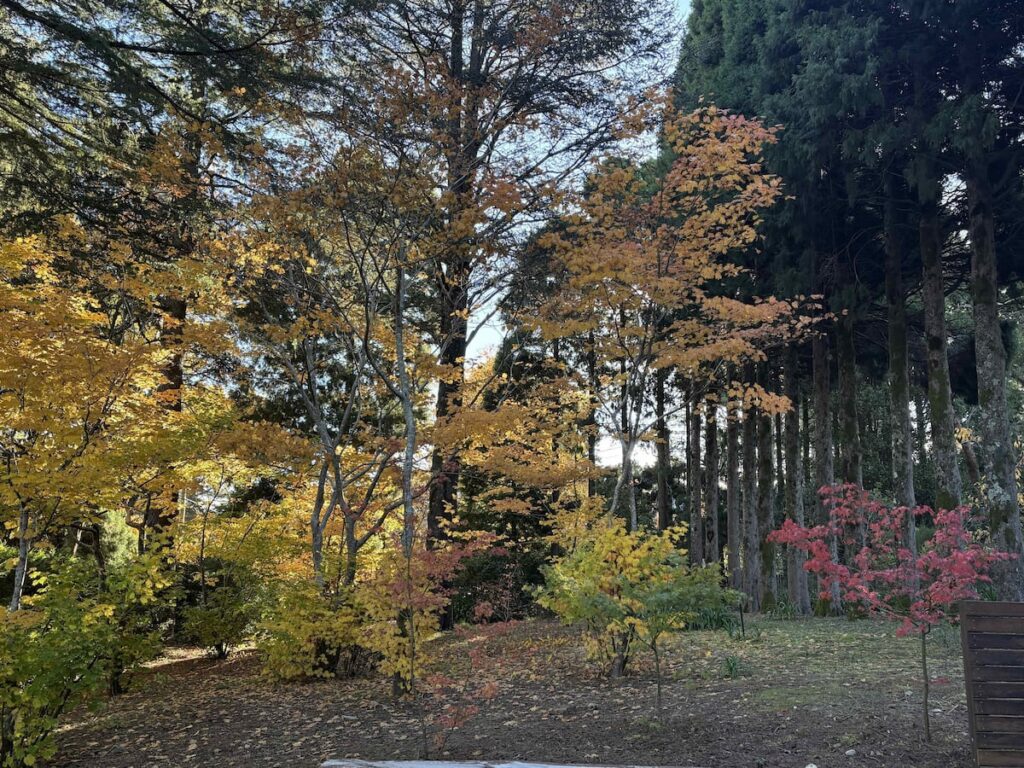 Maple and Pine