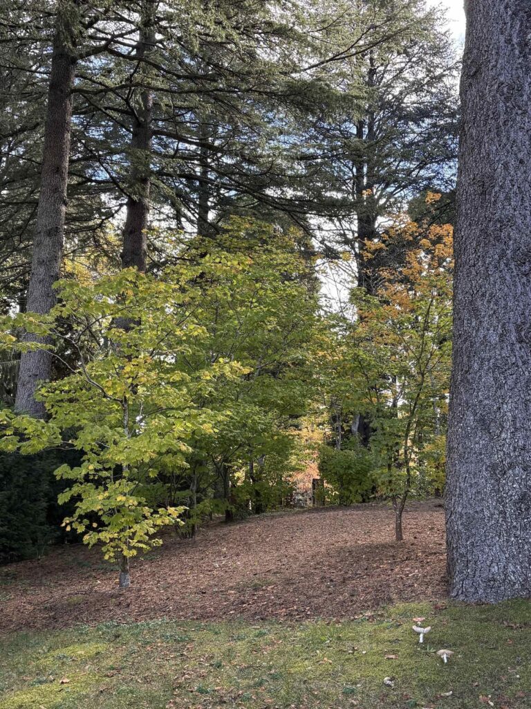 Maple and Pine