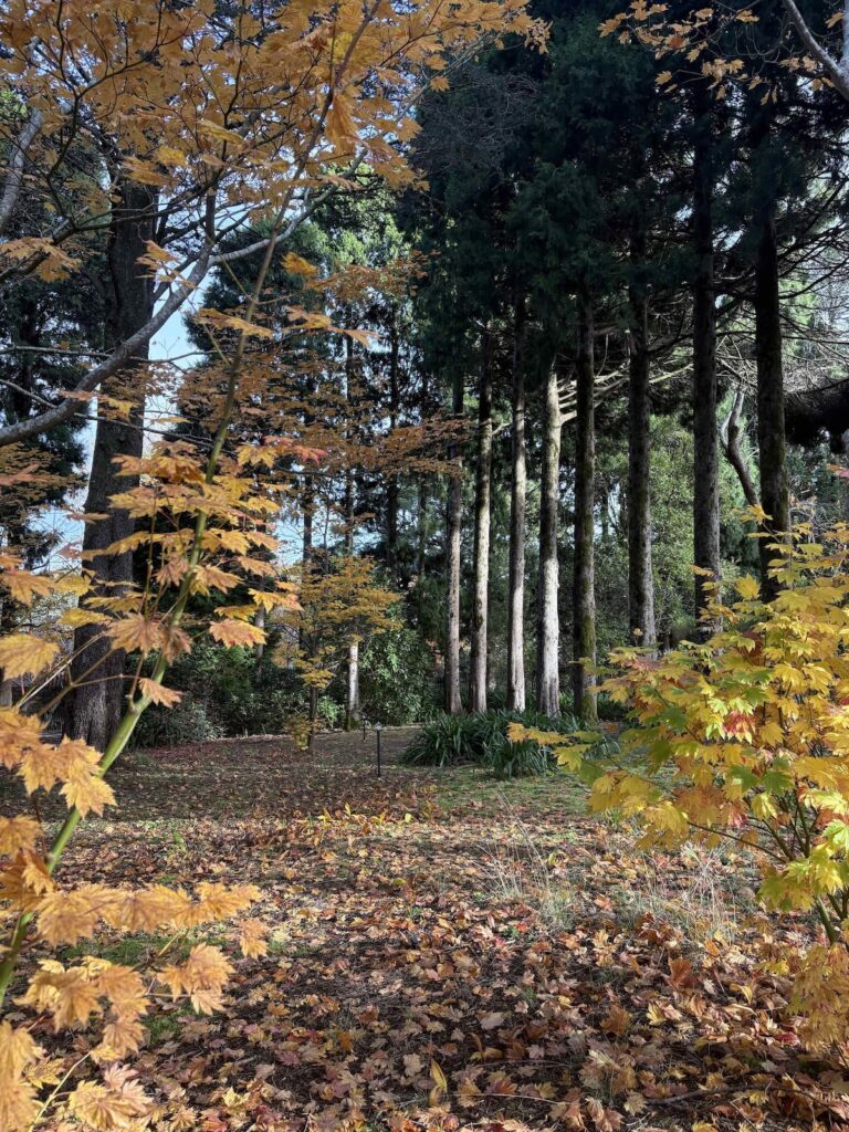 Maple and Pine