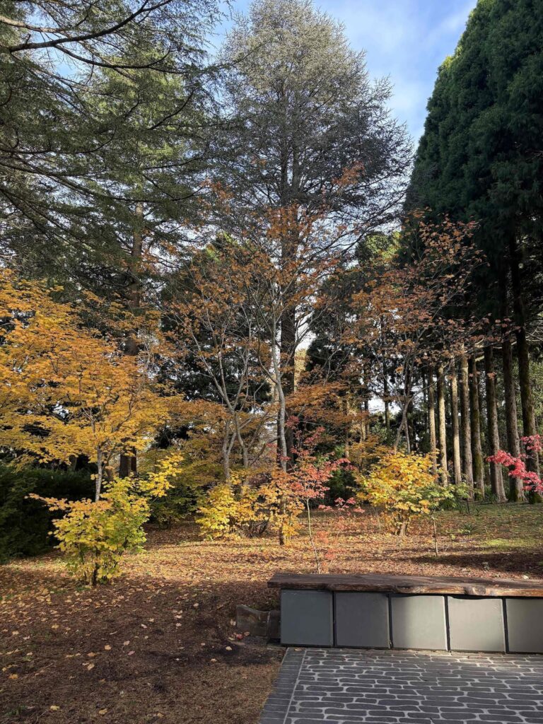 Maple and Pine