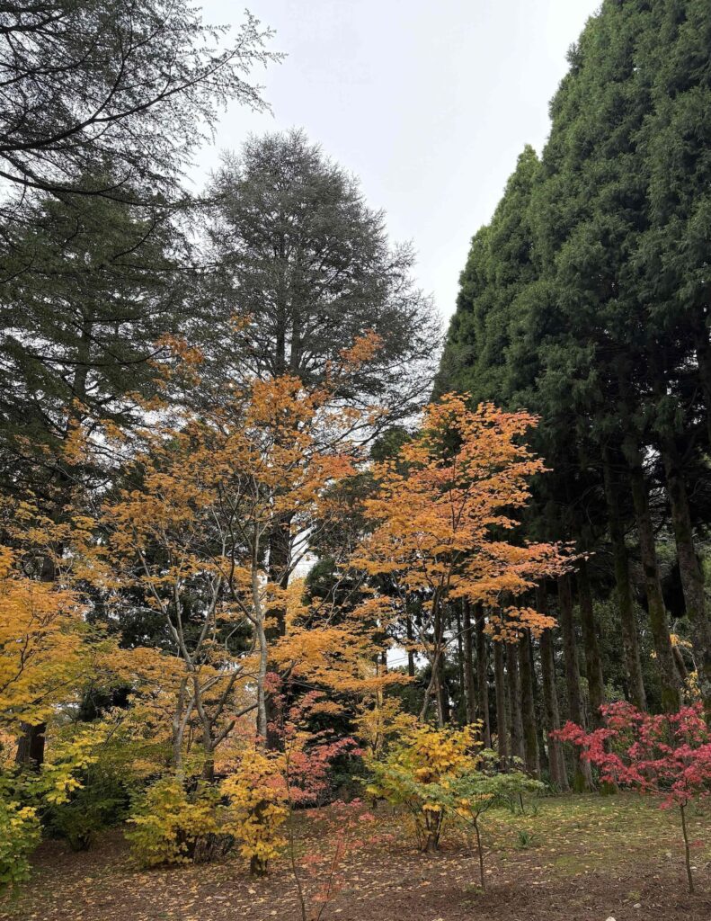 Maple and Pine